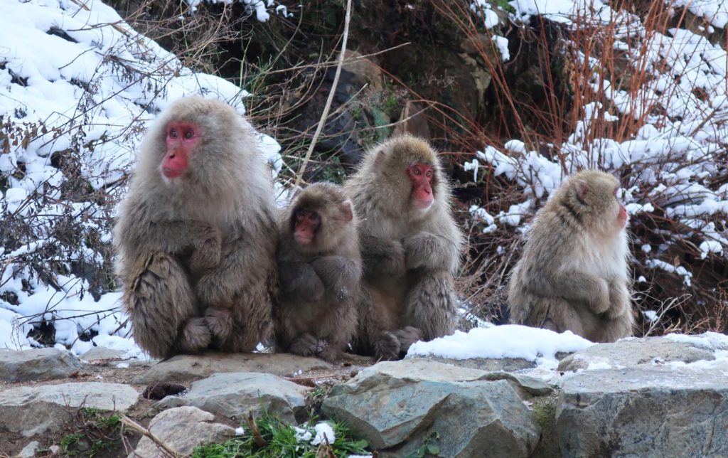 Jigokudani Monkey Park in Nagano, Japan