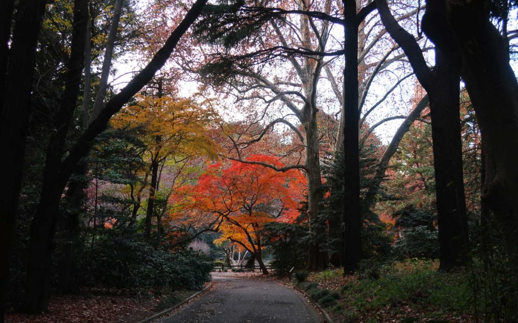Shinjuku Gyoen National Garden in Tokyo, Japan