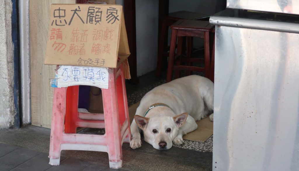 Shop dog in Taiwan