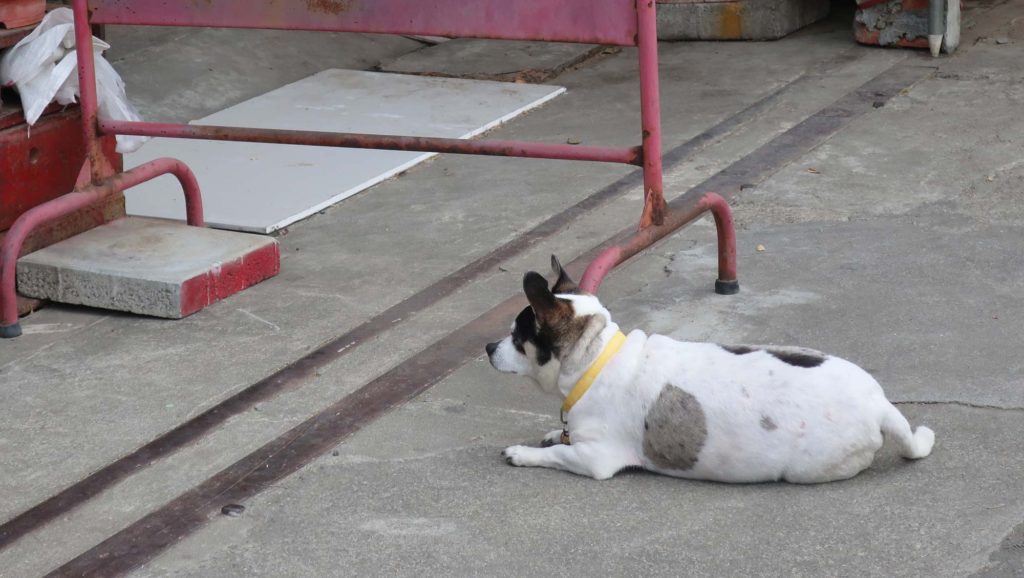 Shop dog in Taiwan