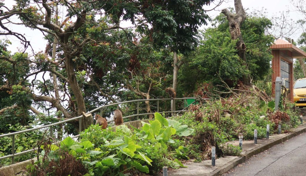 Kam Shan Country Park