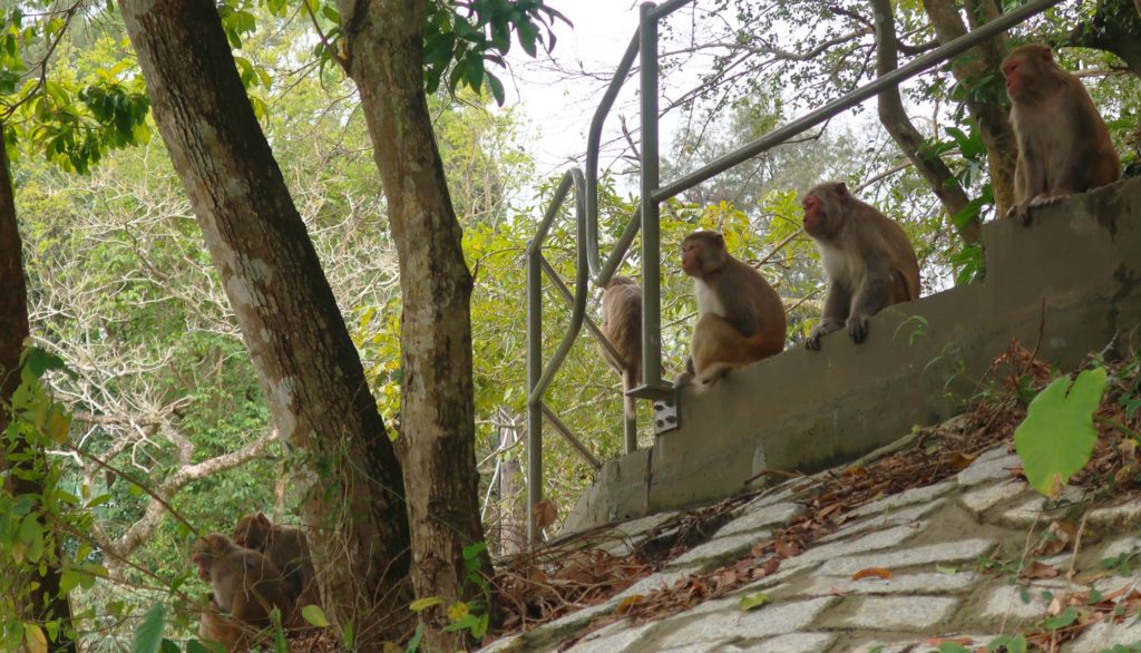 Kam Shan Country Park