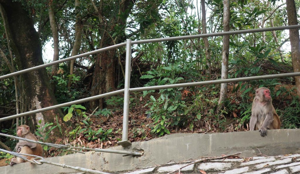 Kam Shan Country Park