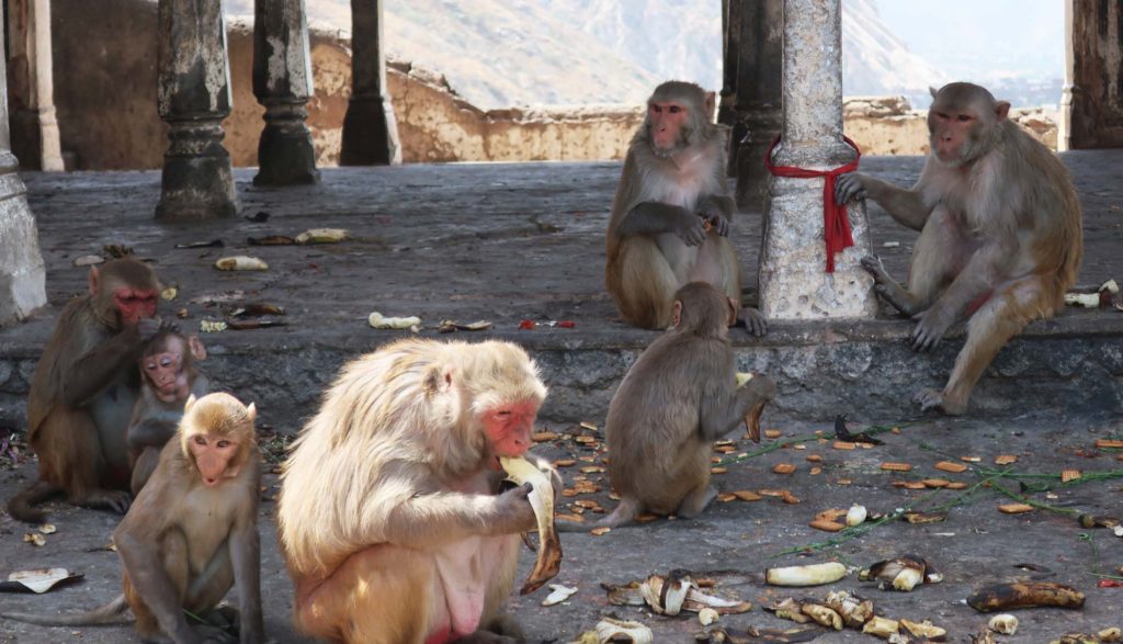Monkey Temple in Jaipur