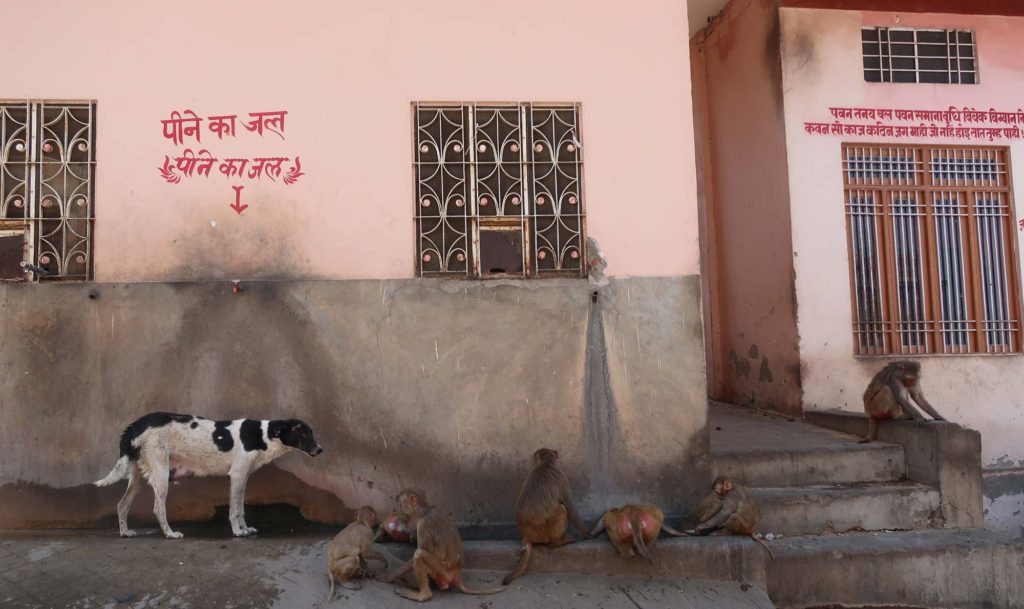 Monkey Temple in Jaipur