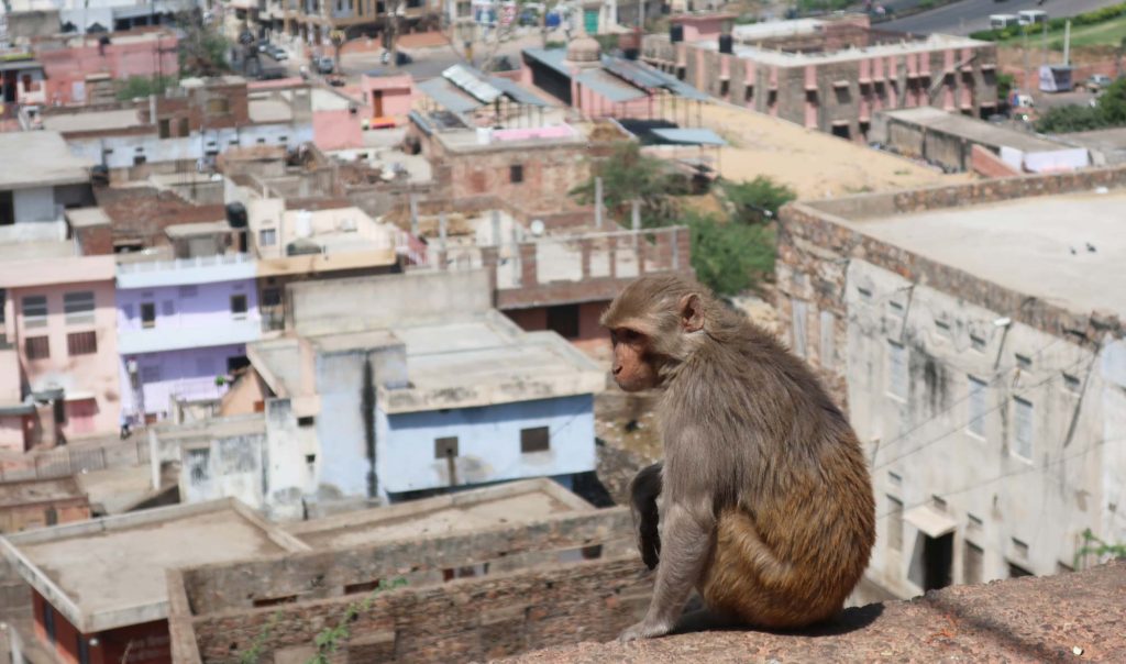 Monkey Temple in Jaipur