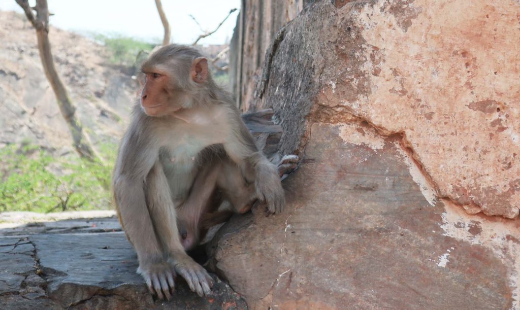Monkey Temple in Jaipur
