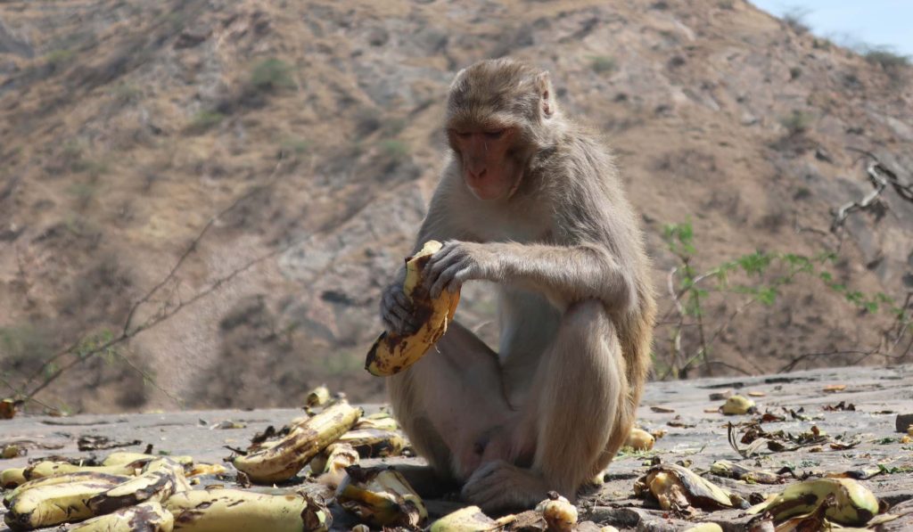Monkey Temple in Jaipur