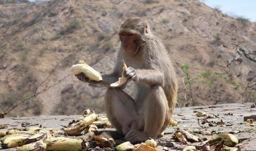Monkey Temple in Jaipur