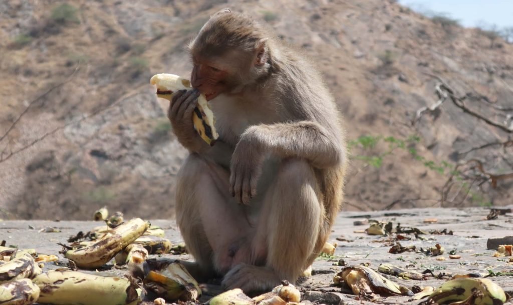 Monkey Temple in Jaipur