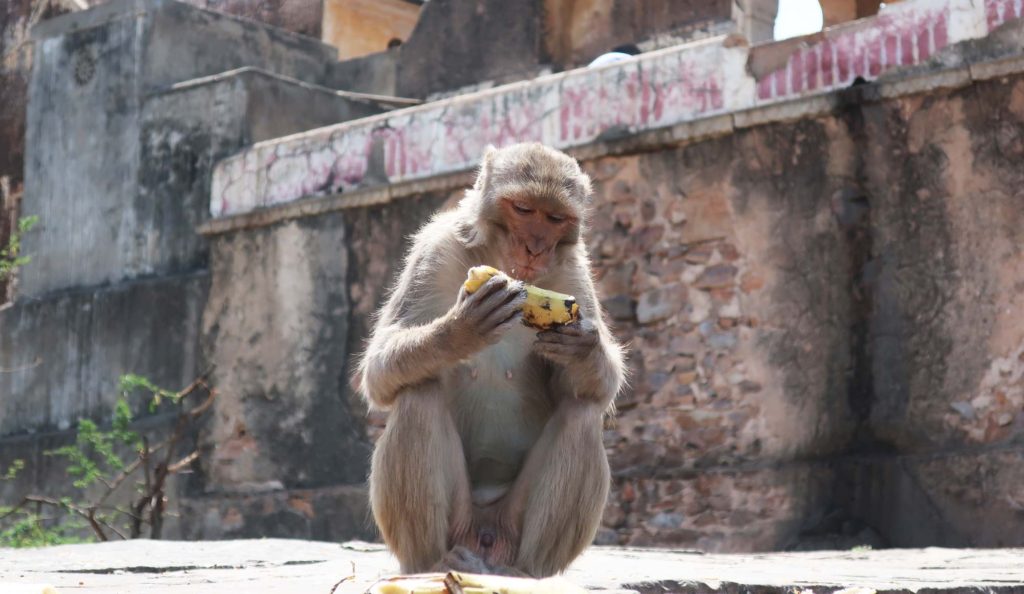 Monkey Temple in Jaipur