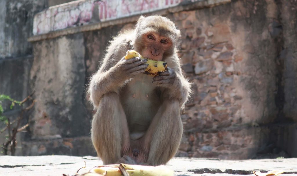 Monkey Temple in Jaipur