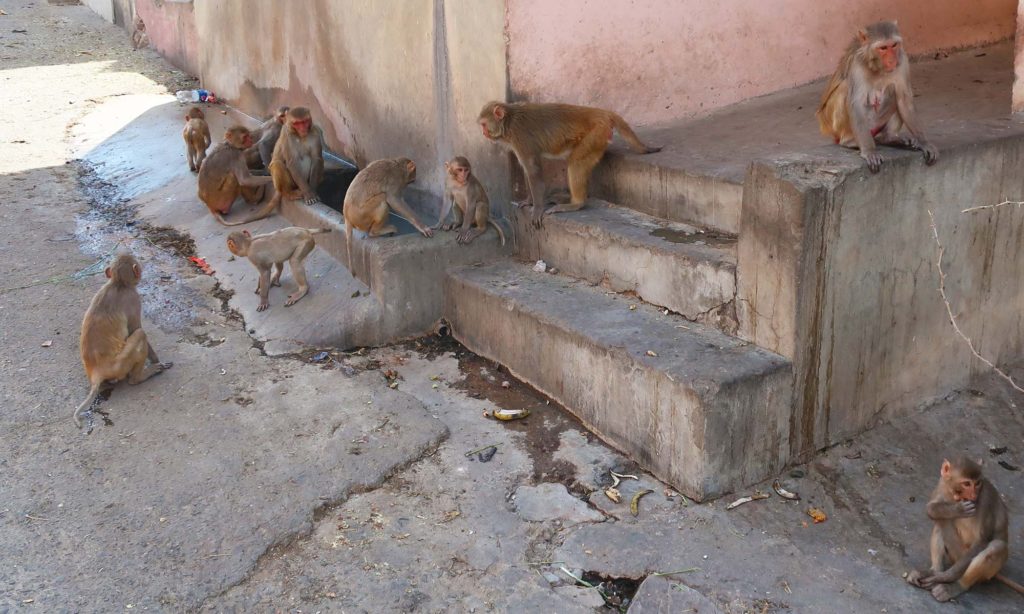 Monkey Temple in Jaipur