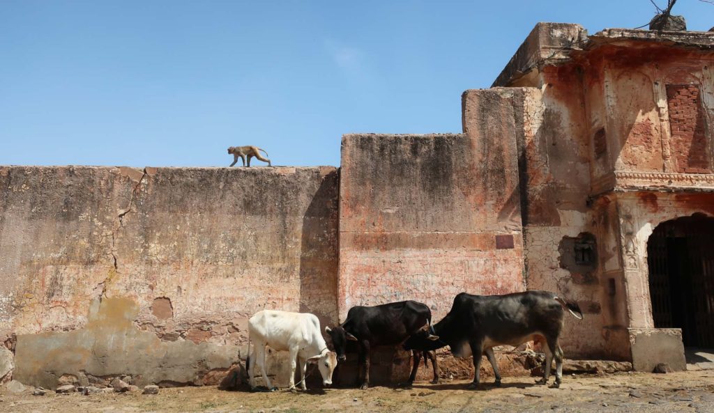 Monkey Temple in Jaipur